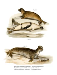 Foca della Groenlandia